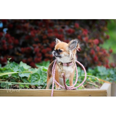 Miniflet, Rosa Hundeleine