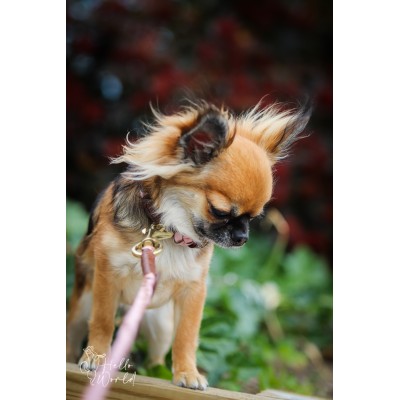 Miniflet, Rosa Hundeleine