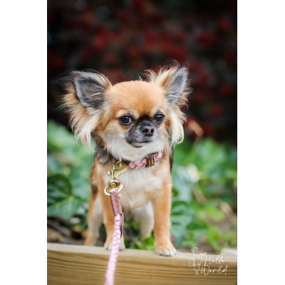 Miniflet, Rosa Hundeleine