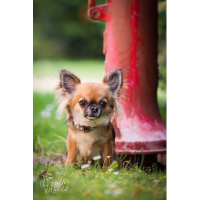 MINIFLET hundehalsbånd, sølv