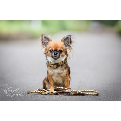 Miniflet Hundehalsband Gold, dänisches Design