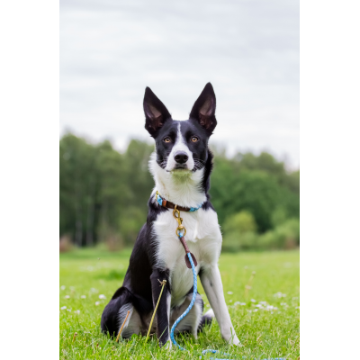 Miniflet, light blue dog leash