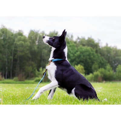 Miniflet, light blue dog leash