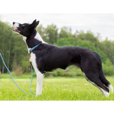 Miniflet, light blue dog leash