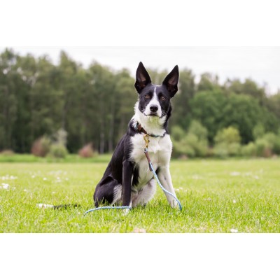 Miniflet, light blue dog leash