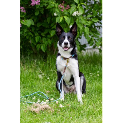 Miniflet, light blue dog leash