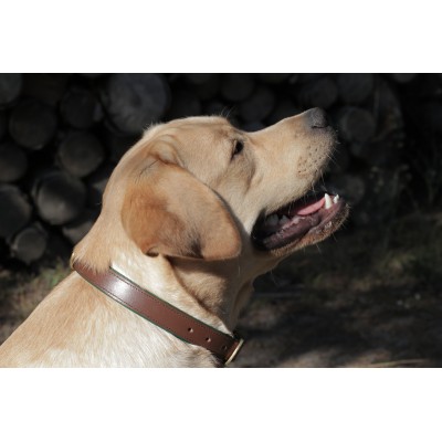 Citywalk Hundehalsband Cognac/Dunkelgrün, dänisches Design