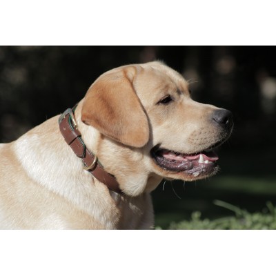 Citywalk Hundehalsband Cognac/Dunkelgrün, dänisches Design