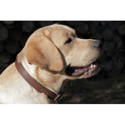 Citywalk Hundehalsband Cognac/Dunkelgrün, dänisches Design