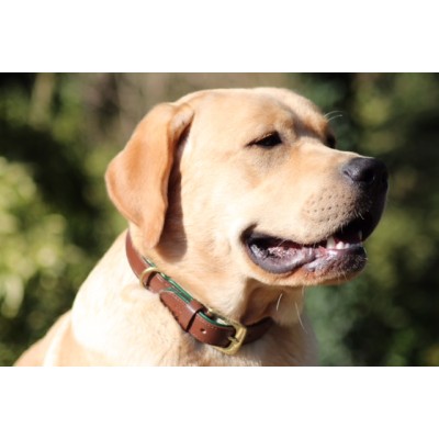 Citywalk Hundehalsband Cognac/Dunkelgrün, dänisches Design