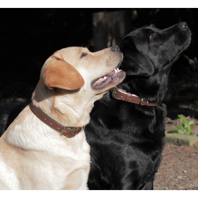 Citywalk Hundehalsband Cognac/Dunkelgrün, dänisches Design