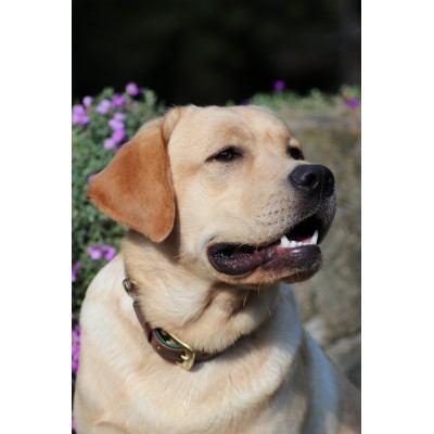 Citywalk Hundehalsband Cognac/Dunkelgrün, dänisches Design