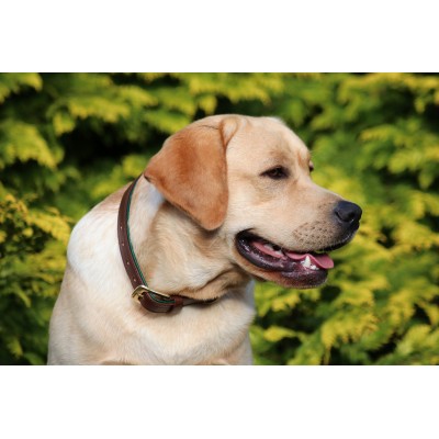Citywalk Hundehalsband Cognac/Dunkelgrün, dänisches Design