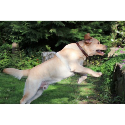 Citywalk Hundehalsband Cognac/Dunkelgrün, dänisches Design