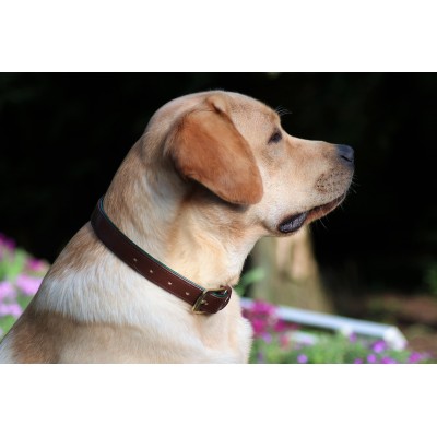 Citywalk Hundehalsband Cognac/Dunkelgrün, dänisches Design