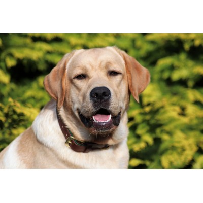 Citywalk Hundehalsband Cognac/Dunkelgrün, dänisches Design