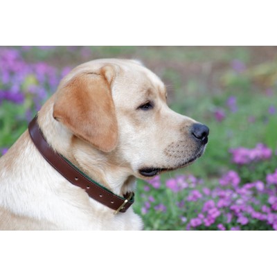 Citywalk Hundehalsband Cognac/Dunkelgrün, dänisches Design