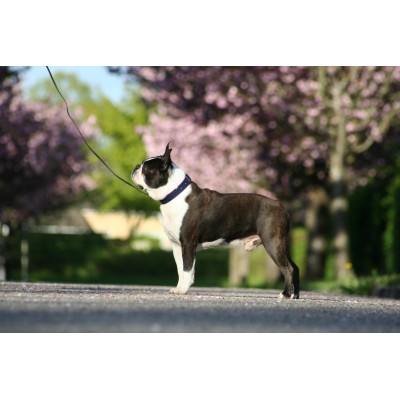 'SMILE AT ME' dog collar darkblue/red, danish design