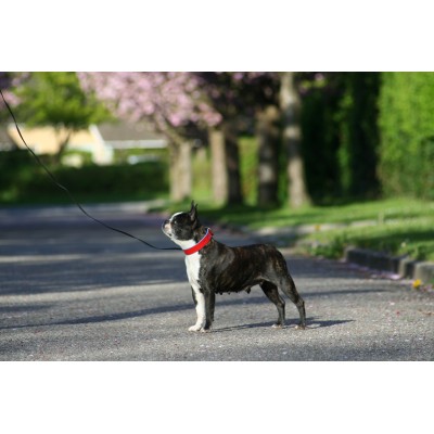 'SMILE AT ME' dog collar red/lightblue, danish design