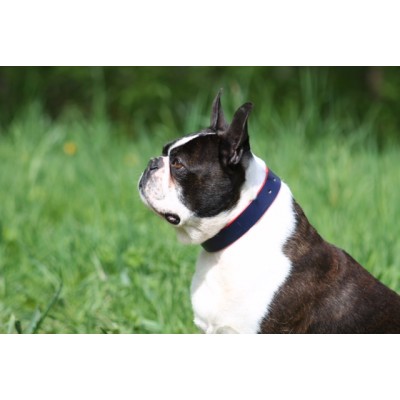 'SMILE AT ME' dog collar darkblue/red, danish design