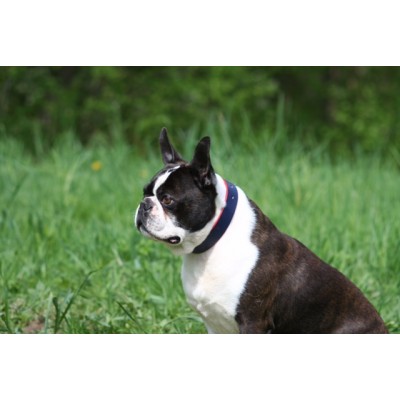 'SMILE AT ME' dog collar darkblue/red, danish design