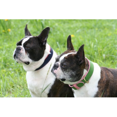'SMILE AT ME' dog collar pink/brown, danish design