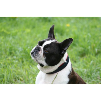 'SMILE AT ME' dog collar darkblue/red, danish design
