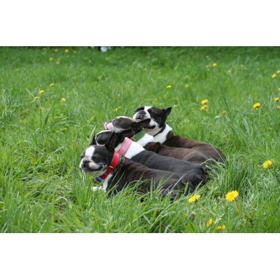 'SMILE AT ME' dog collar darkblue/red, danish design