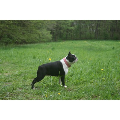 'SMILE AT ME' hundehalsbånd, pink/brun