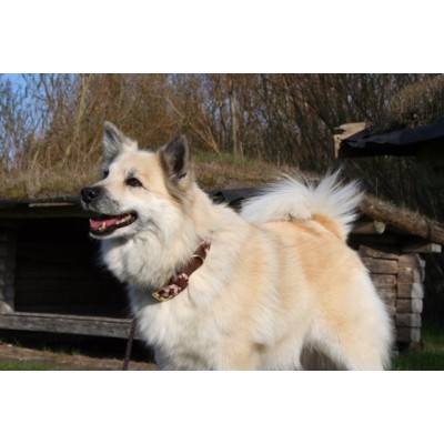 Maxiflet Hundehalsband Cognac/Rosa, dänisches Design