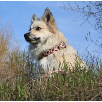 Maxiflet Hundehalsband Cognac/Rosa, dänisches Design
