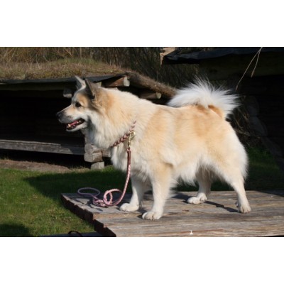 Miniflet, Rosa Hundeleine