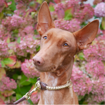 Maxiflet dog collar gold, danish design