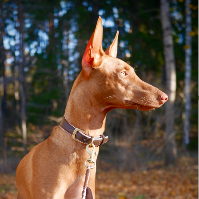 Citywalk dog collar cognac/pink, danish design