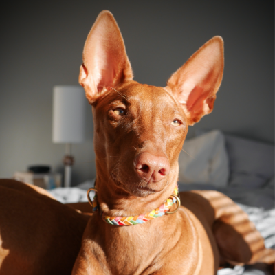 Maxiflet Hundehalsband Regenbogen, dänisches Design