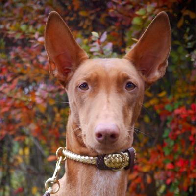 Maxiflet dog collar gold, danish design