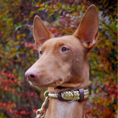 Maxiflet Hundehalsband Gold, dänisches Design