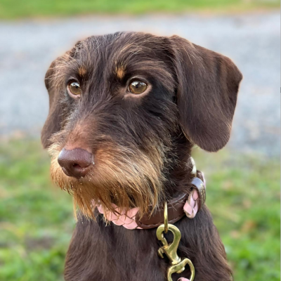 MINIFLET hundehalsbånd, lyserød