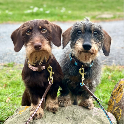 MINIFLET hundehalsbånd, lyserød