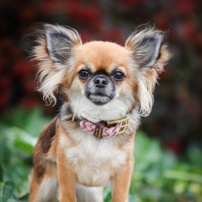 MINIFLET hundehalsbånd, lyserød