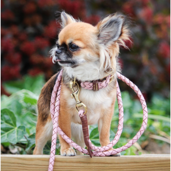 Miniflet, pink dog leash