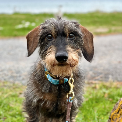 Miniflet Hundehalsband, Hellblau, dänisches Design