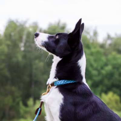 Miniflet Hundehalsband, Hellblau, dänisches Design