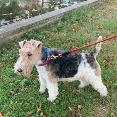 SMILE AT ME hundeline, rød læder, dansk design