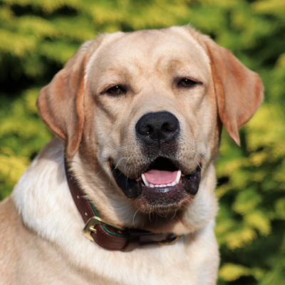 Citywalk Hundehalsband Cognac/Dunkelgrün, dänisches Design