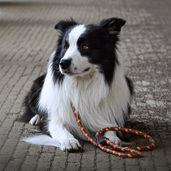 Maxiflet, rainbow dog leash