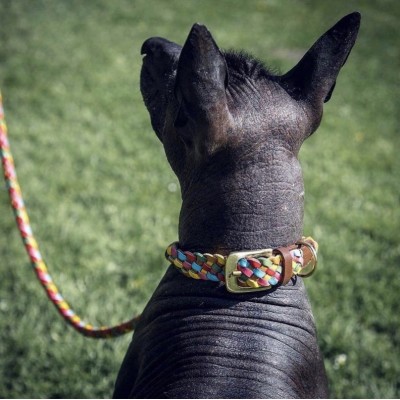 Maxiflet dog collar rainbow, danish design