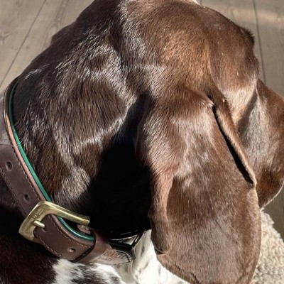 Citywalk Hundehalsband Cognac/Dunkelgrün, dänisches Design