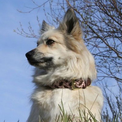 Maxiflet Hundehalsband Cognac/Rosa, dänisches Design