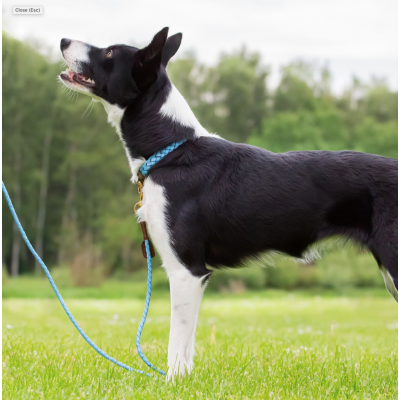 Miniflet, light blue dog leash